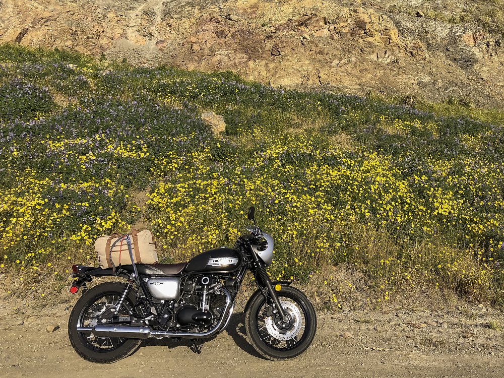 2019 Kawasaki W800 Cafe with wildflowers